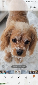 beautiful red cavalier female Listing Image