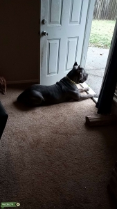 Blue AKC & ICCF Registered Cane Corso male Stud Listing Image