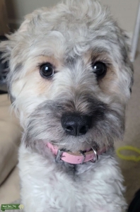 Maltipoo Ready for breeding Listing Image
