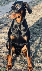 Doberman Sire - Stud Listing Image