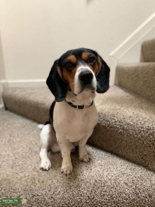 TriColor Beagle Stud Listing Image