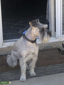 Silver miniature schnauzer  Listing Image