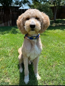 Goldendoodle  Listing Image