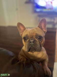 French Bulldog Blue Fawn Stud Listing Image