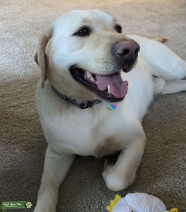 AKC Yellow Labrador retriever  Listing Image
