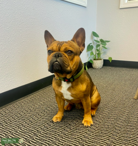 French Bulldog Stud Listing Image