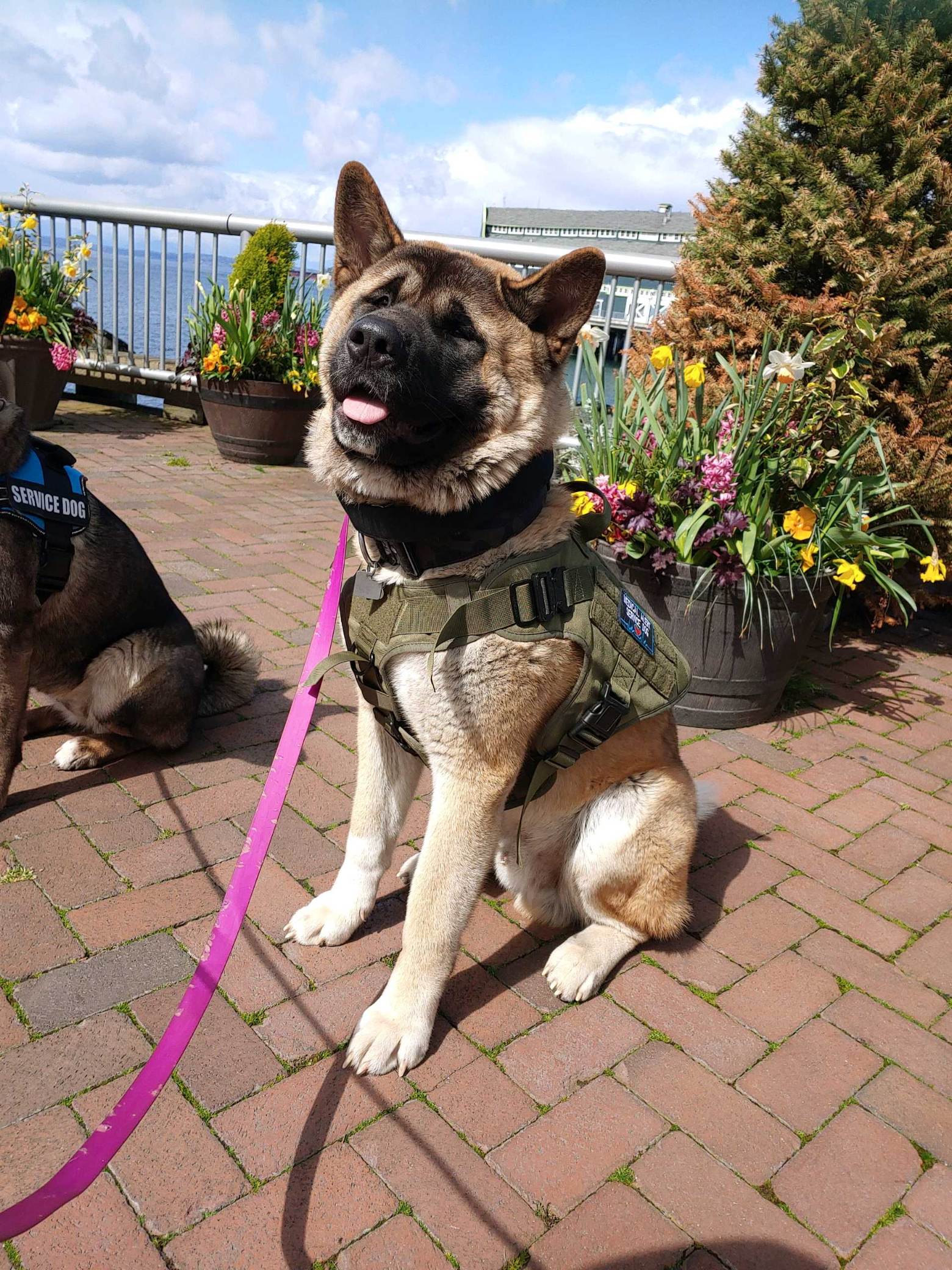 American Akita seattle Stud Dog in King county, Nepal Breed Your Dog