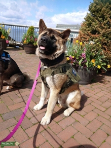 American Akita seattle Listing Image
