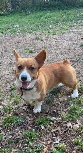 LOGANVILLE PEMBROKE CORGI STUD  Listing Image