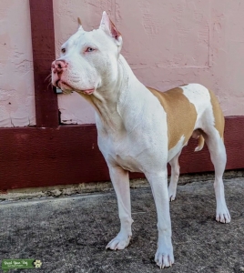 White Fawn Pit-bull  Listing Image
