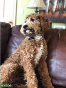 Moyen Poodle Stud Service $1,200 Listing Image