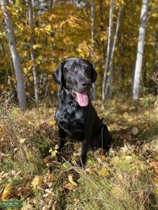Black Lab Listing Image