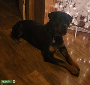 AKC German Rottweiler  Listing Image