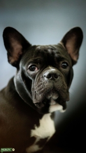 Black & White French Bulldog. (Great Structure) Listing Image