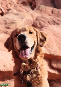 AKC Pure Bred Golden Retriever Listing Image