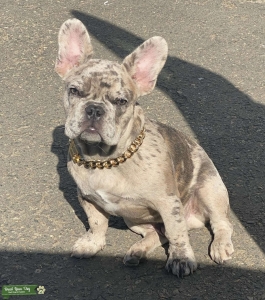 Merle French bulldog stud Listing Image