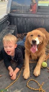 Golden Retriver Listing Image