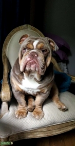Male Lilac Tri English Bulldog Listing Image