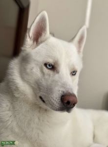 Beautiful male husky Listing Image