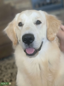 STUD English Cream Golden Male  Listing Image