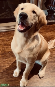 Golden retriever  Listing Image