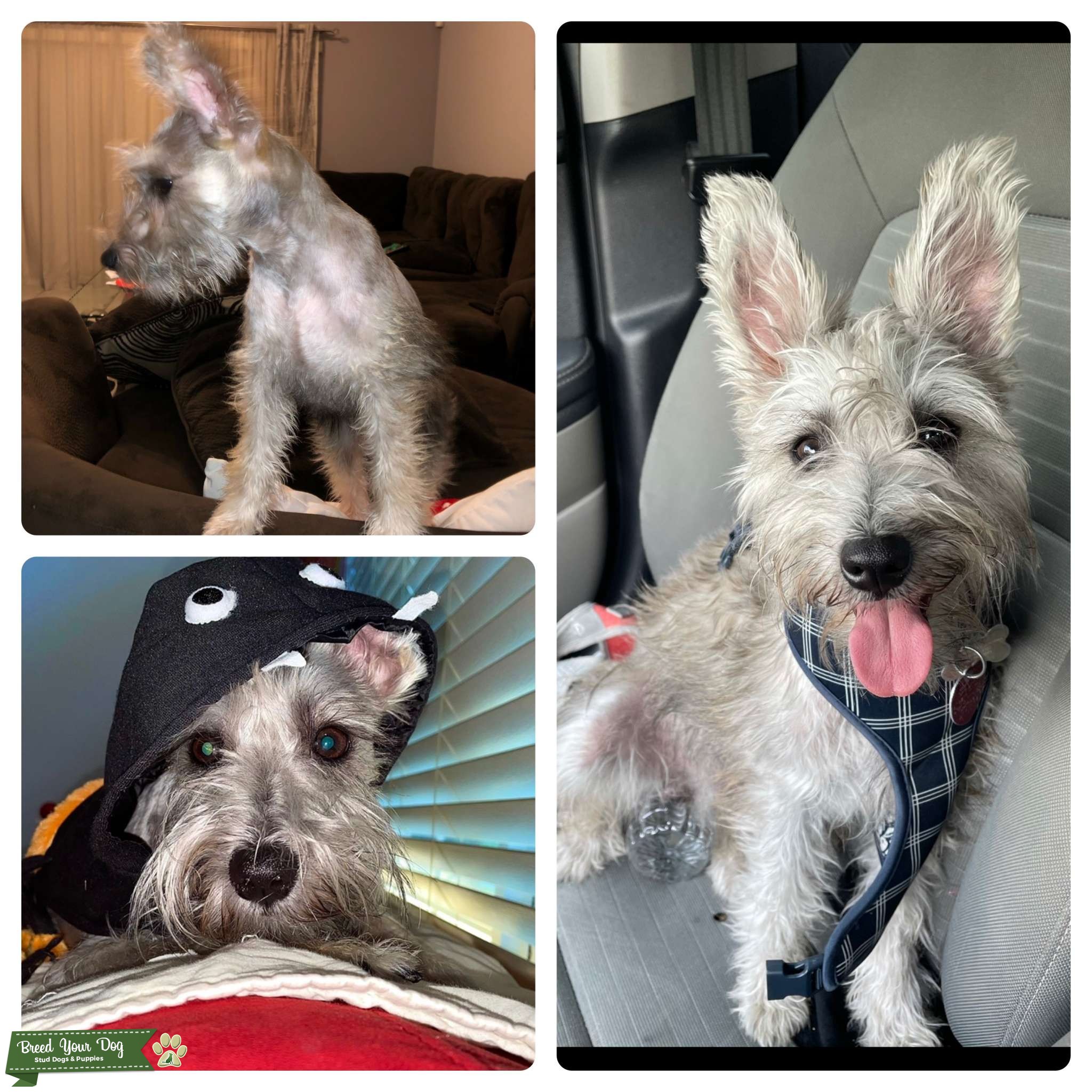 Light salt and pepper miniature schnauzer Stud Dog in Florida