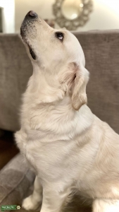 Gorgeous English Cream Seeking Same Listing Image