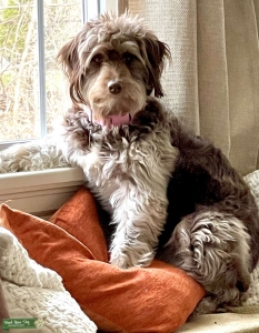 Aussiedoodle  Listing Image