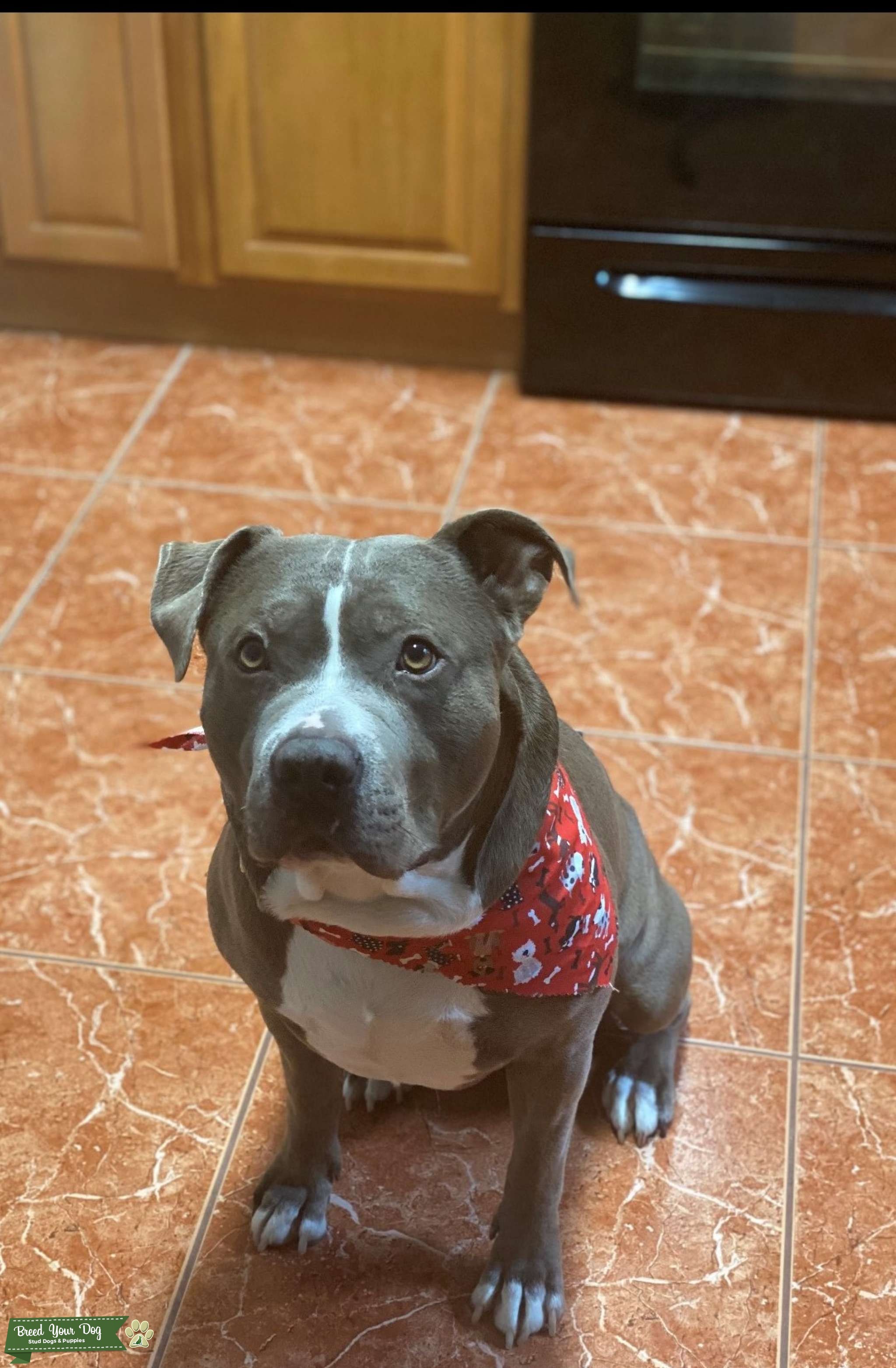 Stud for your Family Dog Stud Dog Orlando Fl Breed Your Dog