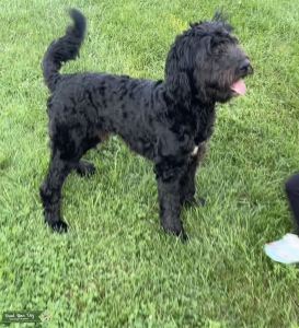 F1b Mini Golden doodle Listing Image