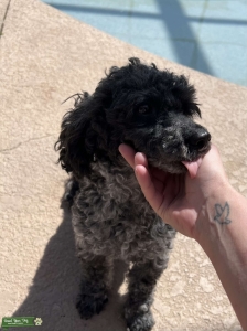 Parti toy poodle  Listing Image