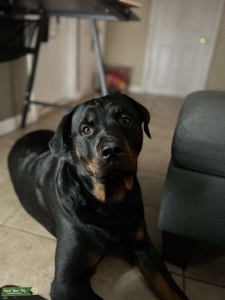 Female Rottweiler  Listing Image