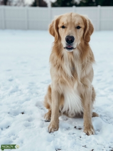 Pure bred AKC OFA certified golden retriever stud  Listing Image