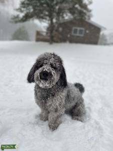 Mini Goldendoodle 30lb Merle ISO of stud Listing Image
