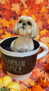Female Shih Tzu Looking for a Boyfriend Listing Image