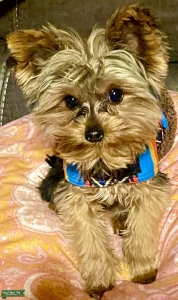 Yorkie Stud Available Listing Image