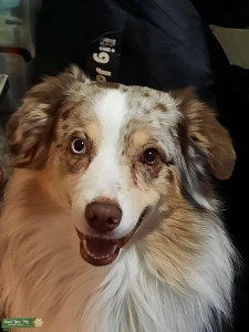 Red merle australian shepherd stud Listing Image