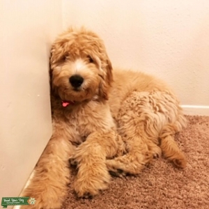Mocha Goldendoodle Listing Image