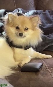 Female Pom looking for stud  Listing Image
