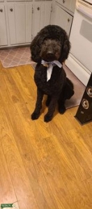 Black Goldendoodle for stud service Listing Image