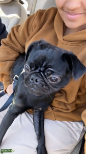 all black pug Listing Image