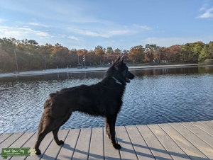 Belgian Sheepdog/Belgian Shepherd Groenendael 2 years Listing Image
