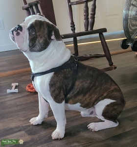 Olde English Bulldogge  Listing Image