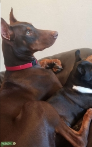 Doberman  Listing Image