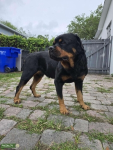 AKC Male Rottweiler Listing Image