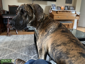 Brindle Great Dane Listing Image