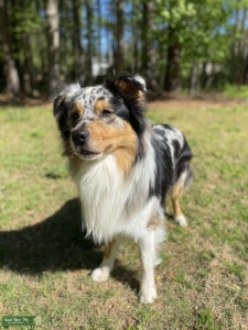 Blue Merle Australian Shepherd  Listing Image