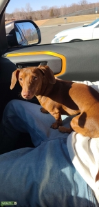 Mini dashund stud Listing Image