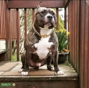 2x’s Magoo blood line Stud Listing Image