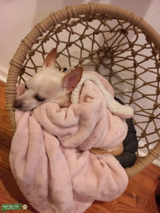 beige chihuahua smooth haired  Listing Image